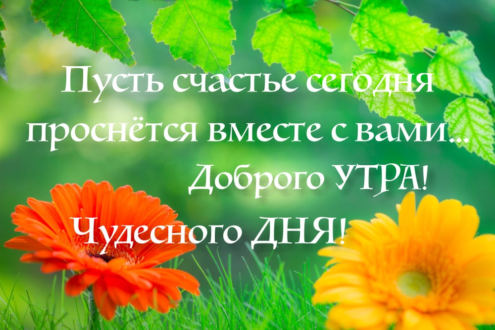 Разноцветные цветы в саду, листья и зелёная трава. Пусть счастье сегодня проснётся вместе с вами... Доброго утра! Чудесного дня!